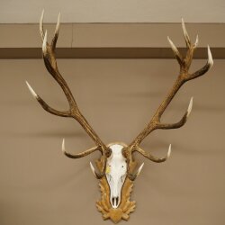 Rothirschgeweih ung. 16 ender Hirsch Höhe 135 cm Hirschgeweih Geweih auf geschnitztem Trophäenschild #83
