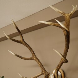 Rothirschgeweih ung. 16 ender Hirsch Höhe 135 cm Hirschgeweih Geweih auf geschnitztem Trophäenschild #83