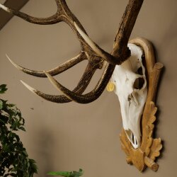 Rothirschgeweih ung. 16 ender Hirsch Höhe 135 cm Hirschgeweih Geweih auf geschnitztem Trophäenschild #83