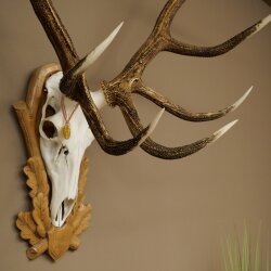 Rothirschgeweih ung. 16 ender Hirsch Höhe 135 cm Hirschgeweih Geweih auf geschnitztem Trophäenschild #83