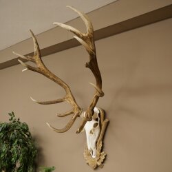 Rothirschgeweih ung. 16 ender Hirsch Höhe 118 cm Hirschgeweih Geweih auf geschnitztem Trophäenschild #84