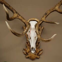 Rothirschgeweih ung. 16 ender Medaille silberfarben Hirsch Höhe 113 cm Hirschgeweih Geweih auf geschnitztem Trophäenschild #87