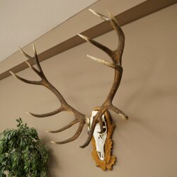 Rothirschgeweih ung. 16 ender Medaille silberfarben Hirsch Höhe 117 cm Hirschgeweih Geweih auf geschnitztem Trophäenschild #90