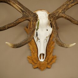 Rothirschgeweih ung. 16 ender Medaille silberfarben Hirsch Höhe 117 cm Hirschgeweih Geweih auf geschnitztem Trophäenschild #90