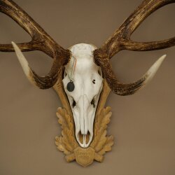 Rothirschgeweih ung. 14 ender Medaille silberfarben Hirsch Höhe 127 cm Hirschgeweih Geweih auf geschnitztem Trophäenschild #91