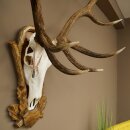Rothirschgeweih 14 ender Hirsch Medaille Bronze Höhe 122 cm Hirschgeweih Geweih auf geschnitztem Trophäenschild #92