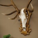Rothirschgeweih 14 ender Hirsch Medaille Bronze Höhe 122 cm Hirschgeweih Geweih auf geschnitztem Trophäenschild #92