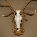 Rothirschgeweih 14 ender Hirsch Medaille Bronze Höhe 122 cm Hirschgeweih Geweih auf geschnitztem Trophäenschild #92