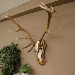 Rothirschgeweih 14 ender Hirsch Medaille Bronze Höhe 122 cm Hirschgeweih Geweih auf geschnitztem Trophäenschild #92