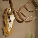 Rothirschgeweih 16 ender Hirsch Medaille silberfarben Höhe 127 cm Hirschgeweih Geweih auf geschnitztem Trophäenschild #93