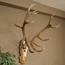 Rothirschgeweih 16 ender Hirsch Medaille silberfarben Höhe 127 cm Hirschgeweih Geweih auf geschnitztem Trophäenschild #93