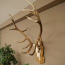 Rothirschgeweih 16 ender Hirsch Medaille silberfarben Höhe 127 cm Hirschgeweih Geweih auf geschnitztem Trophäenschild #93