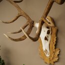 Rothirschgeweih 16 ender Hirsch Medaille silberfarben Höhe 127 cm Hirschgeweih Geweih auf geschnitztem Trophäenschild #93