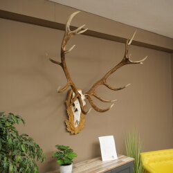 Rothirschgeweih 16 ender Hirsch Medaille silberfarben Höhe 127 cm Hirschgeweih Geweih auf geschnitztem Trophäenschild #93