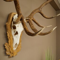 Rothirschgeweih 16 ender Hirsch Medaille silberfarben Höhe 127 cm Hirschgeweih Geweih auf geschnitztem Trophäenschild #93
