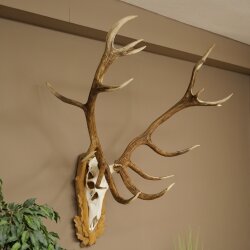 Rothirschgeweih 16 ender Hirsch Medaille silberfarben Höhe 127 cm Hirschgeweih Geweih auf geschnitztem Trophäenschild #93