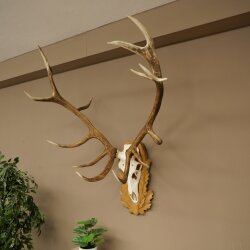Rothirschgeweih 16 ender Hirsch Medaille silberfarben Höhe 127 cm Hirschgeweih Geweih auf geschnitztem Trophäenschild #93