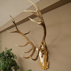 Rothirschgeweih 16 ender Hirsch Medaille silberfarben Höhe 127 cm Hirschgeweih Geweih auf geschnitztem Trophäenschild #93