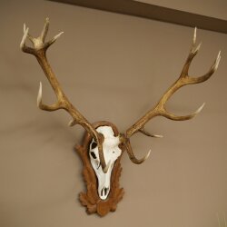 Rothirschgeweih 14 ender Hirsch Höhe 104 cm Hirschgeweih Geweih auf geschnitztem Trophäenschild #94
