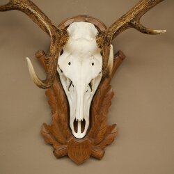 Rothirschgeweih 14 ender Hirsch Höhe 104 cm Hirschgeweih Geweih auf geschnitztem Trophäenschild #94