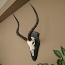 Impala (Aepyceros) Skull Trophy, Trophy Height 57.5 cm, Trophy Plate 88.4.68