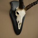 Impala (Aepyceros) Skull Trophy, Trophy Height 57.5 cm, Trophy Plate 88.4.68