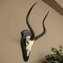 Impala (Aepyceros) Skull Trophy, Trophy Height 57.5 cm, Trophy Plate 88.4.68