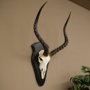 Impala (Aepyceros) Skull Trophy, Trophy Height 57.5 cm, Trophy Plate 88.4.68