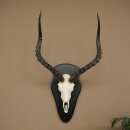 Impala (Aepyceros) Skull Trophy, Trophy Height 57.5 cm, Trophy Plate 88.4.68