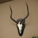Impala (Aepyceros) Skull Trophy, Trophy Height 57.5 cm, Trophy Plate 88.4.68