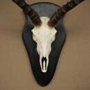 Impala (Aepyceros) Skull Trophy, Trophy Height 57.5 cm, Trophy Plate 88.4.68