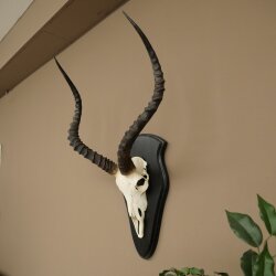 Impala (Aepyceros) Skull Trophy, Trophy Height 57.5 cm, Trophy Plate 88.4.68