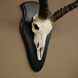 Impala (Aepyceros) Skull Trophy, Trophy Height 57.5 cm, Trophy Plate 88.4.68