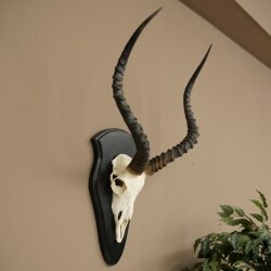 Impala (Aepyceros) Skull Trophy, Trophy Height 57.5 cm, Trophy Plate 88.4.68