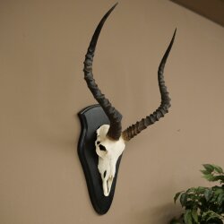 Impala (Aepyceros) Skull Trophy, Trophy Height 57.5 cm, Trophy Plate 88.4.68
