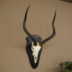 Impala (Aepyceros) Skull Trophy, Trophy Height 57.5 cm, Trophy Plate 88.4.68