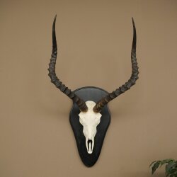 Impala (Aepyceros) Skull Trophy, Trophy Height 57.5 cm, Trophy Plate 88.4.68