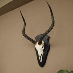 Impala (Aepyceros) Skull Trophy, Trophy Height 57.5 cm, Trophy Plate 88.4.68