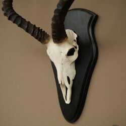 Impala (Aepyceros) Skull Trophy, Trophy Height 57.5 cm, Trophy Plate 88.4.68