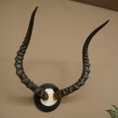 Trophée de crâne dantilope impala...