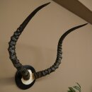 Trophée de crâne dantilope impala...