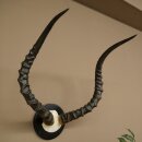Impala Antilope (Aepyceros) Schädeltrophäe Trophäe HL 62,5 cm Trophäenschild 88.4.70