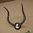 Impala Antilope (Aepyceros) Schädeltrophäe Trophäe HL 62,5 cm Trophäenschild 88.4.70