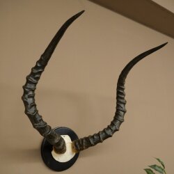 Impala Antilope (Aepyceros) Schädeltrophäe Trophäe HL 62,5 cm Trophäenschild 88.4.70