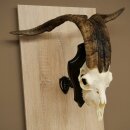 Ram, Skudde, twisted horns, height 66 cm, skull trophy on a trophy board, skull trophy