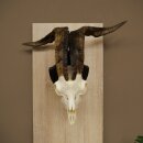 Ram, Skudde, twisted horns, height 66 cm, skull trophy on a trophy board, skull trophy