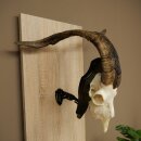Ram, Skudde, twisted horns, height 66 cm, skull trophy on a trophy board, skull trophy