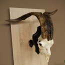 Ram, Skudde, twisted horns, height 66 cm, skull trophy on a trophy board, skull trophy