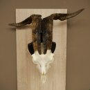 Ram, Skudde, twisted horns, height 66 cm, skull trophy on a trophy board, skull trophy