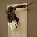 Ram, Skudde, twisted horns, height 66 cm, skull trophy on a trophy board, skull trophy